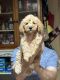Miniature Poodle Puppies for sale in Solsberry, IN 47459, USA. price: $700