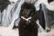 Miniature Poodle Puppies for sale in Dalzell, SC, USA. price: $1,500