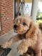 Miniature Poodle Puppies for sale in Sterling, VA, USA. price: $2,000