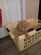 Miniature Poodle Puppies for sale in Fayetteville, NC, USA. price: $1,200