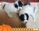 Miniature Poodle Puppies for sale in Zumbrota, MN 55992, USA. price: $475