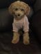 Miniature Poodle Puppies for sale in Clinton, MD, USA. price: $1,000