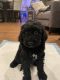Miniature Poodle Puppies for sale in Philadelphia, PA, USA. price: $600