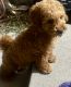 Miniature Poodle Puppies for sale in Pomona, CA, USA. price: $1,350