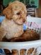 Miniature Poodle Puppies for sale in Traralgon VIC 3844, Australia. price: $2,000