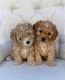 Miniature Poodle Puppies for sale in Dearborn Heights, MI 48125, USA. price: $1,500
