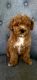 Miniature Poodle Puppies for sale in Alexandria, VA, USA. price: $1,200