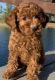 Miniature Poodle Puppies for sale in Dayton, OH, USA. price: $500