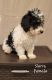 Miniature Poodle Puppies for sale in Loudonville, Ohio. price: $400