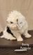 Miniature Poodle Puppies for sale in Loudonville, Ohio. price: $200
