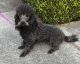 Miniature Poodle Puppies for sale in Hot Springs, Arkansas. price: $500