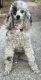 Miniature Poodle Puppies for sale in Hot Springs, Arkansas. price: $1,000