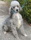 Miniature Poodle Puppies for sale in Hot Springs, Arkansas. price: $750