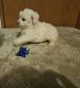 Miniature Poodle Puppies for sale in Spokane Valley, WA, USA. price: $600