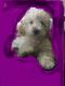 Miniature Poodle Puppies for sale in Sheffield, Vermont. price: $2,500