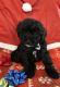Miniature Poodle Puppies for sale in York, PA, USA. price: $800