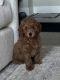 Miniature Poodle Puppies for sale in Charlotte, North Carolina. price: $2,200