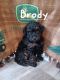 Miniature Poodle Puppies for sale in Winchester, Virginia. price: $1,300