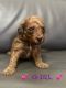 Miniature Poodle Puppies for sale in North Miami Beach, Florida. price: $2,000
