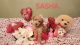 Miniature Poodle Puppies for sale in Jackson, TN, USA. price: $1,200