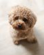 Miniature Poodle Puppies for sale in Charleston, West Virginia. price: $800