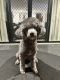 Miniature Poodle Puppies for sale in Cairns, Queensland. price: $3,000
