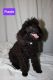 Miniature Poodle Puppies for sale in Dalzell, SC, USA. price: $2,000