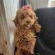 Miniature Poodle Puppies for sale in Allentown, Pennsylvania. price: $700