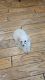 Miniature Poodle Puppies for sale in Santa Maria, California. price: $400