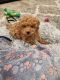 Miniature Poodle Puppies for sale in Chandler, Arizona. price: $1,500