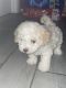 Miniature Poodle Puppies for sale in Melrose Park, Illinois. price: $1,000