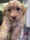 Miniature Poodle Puppies for sale in North Miami Beach, Florida. price: NA