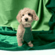 Miniature Poodle Puppies for sale in Dundee, OH 44624, USA. price: $600
