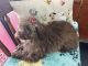 Miniature Poodle Puppies for sale in Miami Gardens, Florida. price: $1,200