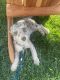 Miniature Poodle Puppies for sale in Columbia, Tennessee. price: $4,000