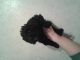 Miniature Poodle Puppies for sale in Clover, SC 29710, USA. price: $300