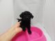 Miniature Poodle Puppies for sale in Fullerton, CA, USA. price: NA