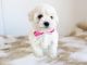 Miniature Poodle Puppies for sale in Los Angeles, CA, USA. price: $995