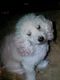 Miniature Poodle Puppies for sale in Spencer, NC, USA. price: NA