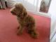 Miniature Poodle Puppies for sale in Los Angeles, CA, USA. price: NA