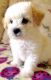 Miniature Poodle Puppies for sale in Waco, TX, USA. price: NA