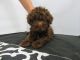 Miniature Poodle Puppies for sale in Fullerton, CA, USA. price: NA