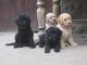 Miniature Poodle Puppies for sale in Miami Gardens, FL, USA. price: NA