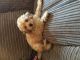 Miniature Poodle Puppies for sale in Houston, TX, USA. price: NA