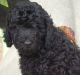 Miniature Poodle Puppies for sale in Dover, DE, USA. price: NA