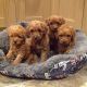 Miniature Poodle Puppies for sale in Phoenix, AZ, USA. price: NA