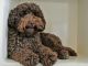 Miniature Poodle Puppies for sale in Escondido, CA, USA. price: $600