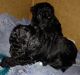 Miniature Poodle Puppies for sale in Denver, NC, USA. price: NA