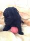 Miniature Poodle Puppies for sale in SC-9, Chester, SC 29706, USA. price: $400