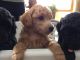 Miniature Poodle Puppies for sale in Pine City, MN 55063, USA. price: $1,000